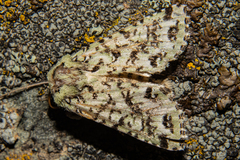 Meterana exquisita