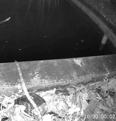 Bungarus multicinctus multicinctus