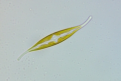 Nitzschia longissima