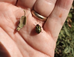 Calligrapha serpentina