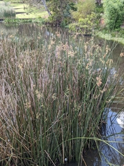 Machaerina articulata