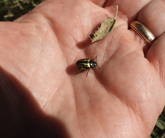 Calligrapha serpentina