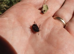 Calligrapha serpentina