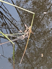 Machaerina articulata