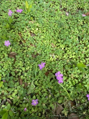 Heterotis rotundifolia