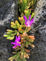 Disphyma crassifolium