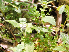 Tachininae