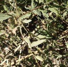 Calligrapha serpentina