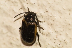 Microtheca