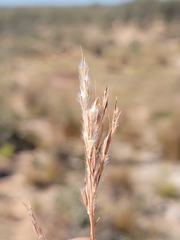 Andropogon hallii