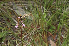 Stylidium graminifolium