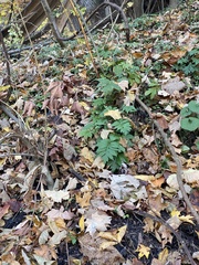 Hydrophyllum virginianum