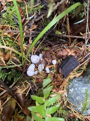 Strobilurus trullisatus