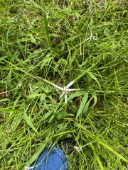 Rhynchospora nervosa