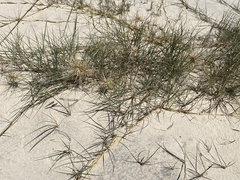 Spinifex longifolius