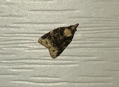 Platynota exasperatana