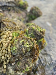 Pyura praeputialis