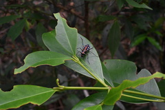 Cosmodela aurulenta