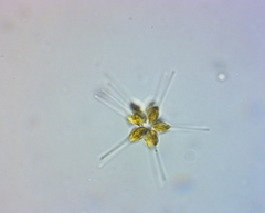 Asterionellopsis