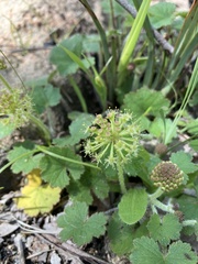 Hydrocotyle laxiflora