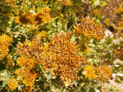 Flaveria chlorifolia