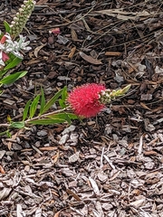 Melaleuca citrina