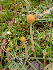 Galerina semilanceata