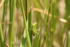 Conocephalus longipes