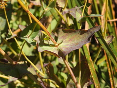 Flaveria chlorifolia