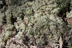 Pulchrocladia ferdinandii