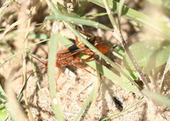 Compsocryptus texensis