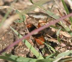Compsocryptus texensis