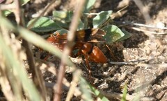 Compsocryptus texensis