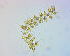 Asterionellopsis