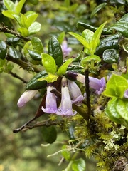 Rhaphithamnus spinosus