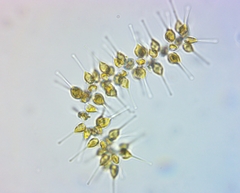 Asterionellopsis