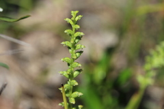Microtis unifolia