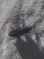 Holoplagia guamensis