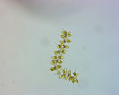 Asterionellopsis