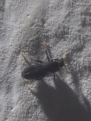 Holoplagia guamensis