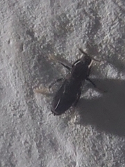 Holoplagia guamensis