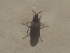 Holoplagia guamensis
