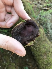 Ganoderma oregonense