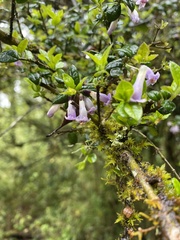Rhaphithamnus spinosus