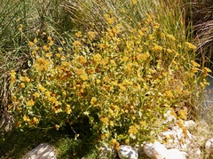 Flaveria chlorifolia