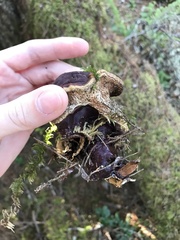 Ganoderma oregonense