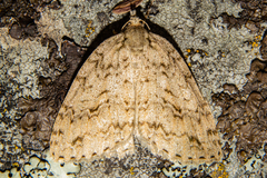 Pseudocoremia rudisata ampla