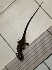 Eutropis multifasciata