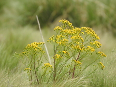 Senecio pampeanus