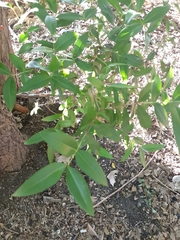 Blepharocalyx salicifolius